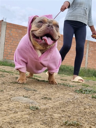 Understanding American Bully Characteristics