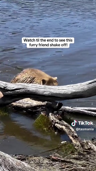 Wombat Swimming Adventure in Maria Island National Park