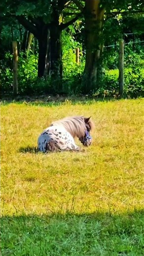This little appaloosa mini horse knows how to sit with the mud 🤍🖤