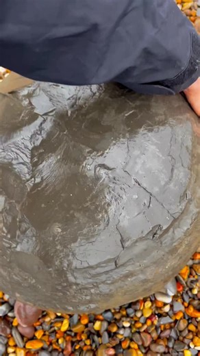 Aaron and Shae on Instagram: "*use code AMMOFOSSIL10 for 10% off” 😱🦖 Here’s a stunning example of a HUGE nodule containing Calcite Crystal! 🦖🐊 Cracking open ammonite rocks is really fun, educational and you keep the fossil forever! 🦖🦕 If you would like some of your own ammonite rocks to crack open yourself at home, please go to our website Yorkshirefossils.net (link in bio) 😊 Thank you in advance for supporting the page, if you decide to get some ammonites I hope you really enjoy opening 