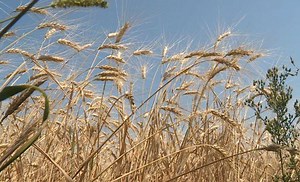 4.9K views · 55 reactions | It could be a record year for North Dakota farmers as they start harvesting the more than 7 million acres of wheat planted this spring. https://bit.ly/2MtJhFt | KFYR-TV | Facebook