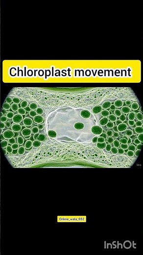 chloroplast movement in microscope view #plants #botany #microscopicview #biology #facts #shortvideo