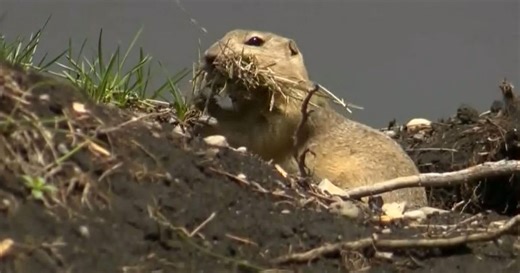Sask. rural groups want to use poison on gophers again