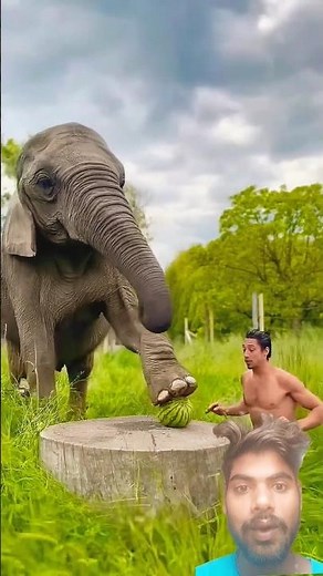 Baby Elephant Crushing Watermelon 🍉🐘Power Cutest Moment ❤ #elephant #power #watermelon