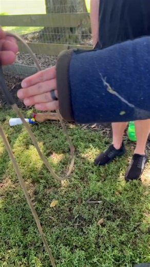 💥STAYING OFF THE MENU💥A simple way to mitigate redirected handler aggression….By sliding a dominant slip lead over the biting material, which can be a suit or sleeve ( @complexcanine is my go-to)We can dress the dog in this violence suppressing tool, while minimizing pack conflict.This is applicable in many different environments In dealing with highly aggressive dogs, not just in training FOLLOW👇@K9servicesunlimited@K9servicesunlimited@K9servicesunlimited #k9servicesunlimited #nepopo®️ #dogt