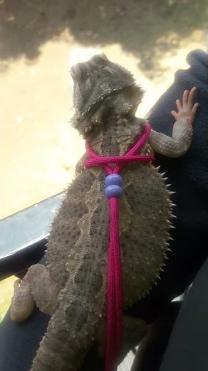 How to make a harness for your bearded dragon