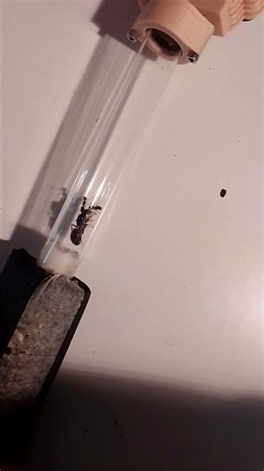 #camponotus ligniperda #antdimension#mirmecologia #hormigas