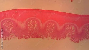 Microscope Dog Small Intestine A Section x600 Focus In