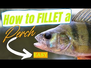 How to fillet a perch - Easy