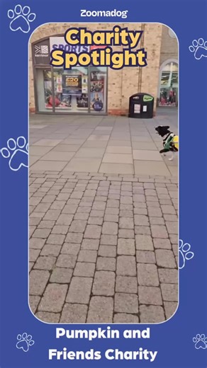 Charity Spotlight 🐾 Today we’re shining a light on @pumpkinandfriendscharity an incredible charity supporting dogs with disabilities and special needs. Their work gives dogs the care, patience, and support they need to thrive 💙 Please give them a follow and support their amazing work if you can. 🐾🥰 | ZOOMADOG - Dogs Health & Rehabilitation