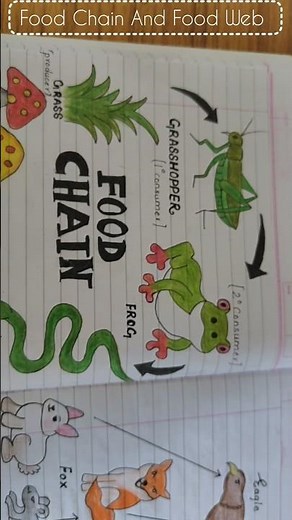 Food Chain And Food Web Science Diagram #sciencecharts