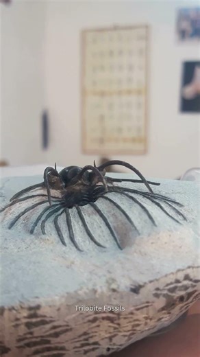 400 Million Year Old Trilobite Found in Morocco! 🦂 Heliopeltis johnsoni