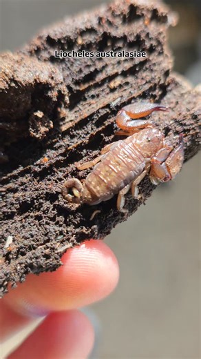 Invertebrate Dude on Instagram: "Despite being parthenogenetic and somewhat communal, these remain quite uncommon in the US hobby, reminds me of Charinus acosta in that respect. Hopefully these will establish well for me and I can make them available. 😊 #Liochelesaustralasiae #scorpion #arachnids"
