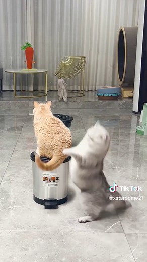 Cats Playing Ball Games: Fun and Entertaining Feline Activities