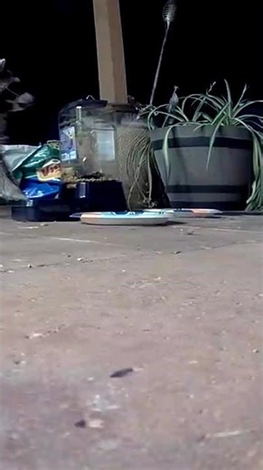 Racoon eats and cat looking on.