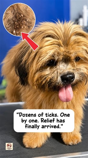 Dozens of Ticks Removed From Dog One by One Satisfying & Sad