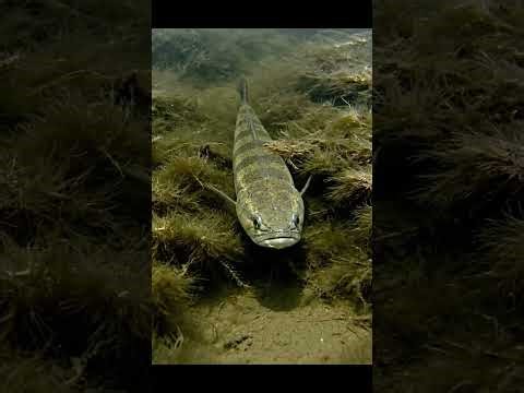 🎣 HUGE FISH BITE! 😱 Unbelievable Bait Action! #fishing #fishbite #shorts