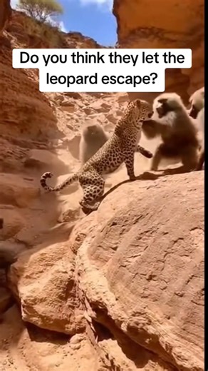 Leopard regrets attacking a baby baboon. #baboon #leopard #wildlife #animals #viral #attack #shorts
