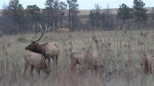 Cool bull we got in on but lookin for one in particular🤞🏼 hopefully this low pressure breaks and things pick up again!🙏🏼 | Beyond The Hunt TV