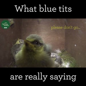If blue tits could talk... | BBC Springwatch
