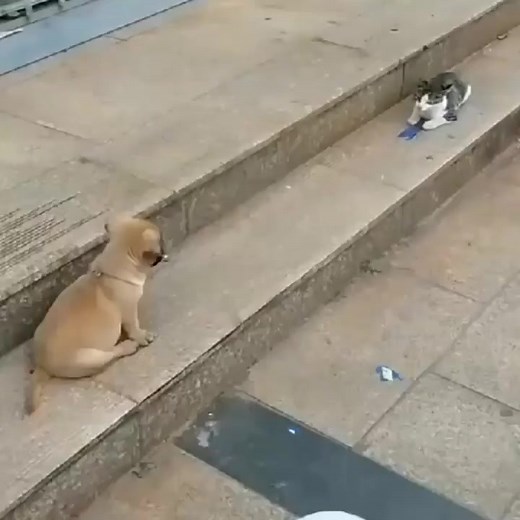 lol 😹😹 | Cute animals