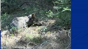 Lassen Wolf Pack Survives Dixie Fire