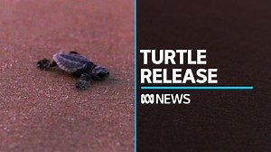 Almost 100 loggerhead turtle hatchlings have been released on the NSW Central Coast after the eggs were incubated at Taronga Zoo over the last week. 130 eggs were excavated just over a week ago from Shelly Beach – the southernmost nest on record – due to fears the sand was too cold for the turtles to be viable. | ABC News