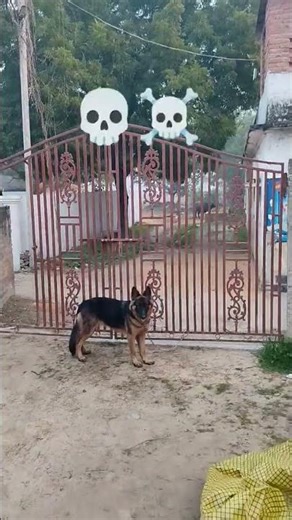 aggressive german Shepherd Dog#germanshepherd