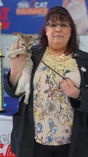  Meet the Singapura – world’s smallest cat… with the biggest attitude!  Tiny ✅ Adorable ✅ Climbing your curtains at 3AM Also ✅ Those BIG eyes, BIG ears, and glowing coat Total ✨cart | Ticacats Center | Facebook