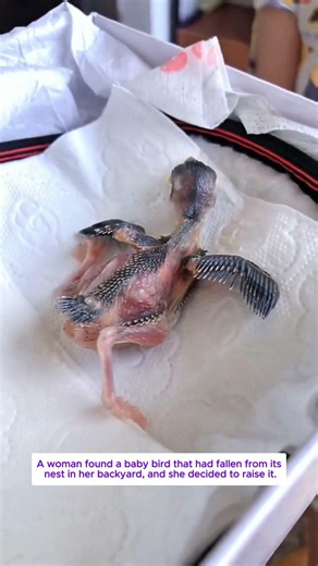 She Saved This Baby Bird Cared For It With All Her Love ❤️❤️❤️ #animals