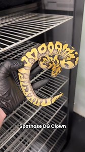 #ballpythons101 | Ball Pythons 101