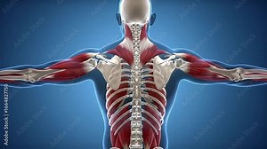 Anatomical Rendering of Human Skeleton and Muscle System Back View