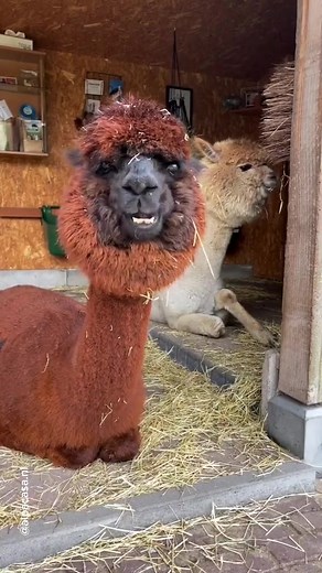 Adorable Alpaca Dancing in Perfect Sync | Funny Animal Compilation