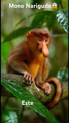 🐒 Este mono tiene una nariz gigante y parece irreal 😱