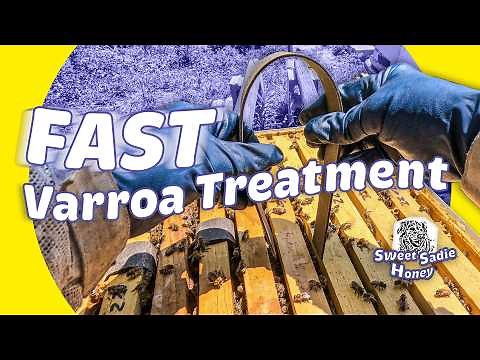 Varroxsan Strips: My New Tool Against Varroa Mites (How to Use Them!)