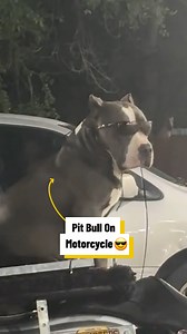 3.4M views · 156K reactions | My Pit Bull Drives A Motorcycle ️  | Lovimals | Facebook