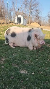 1.1K reactions · 22 shares | Look who's outside, it's Inosuke! Or...