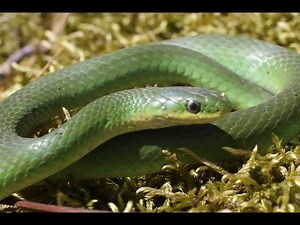 Green Snakes Everywhere! Herping 2017!