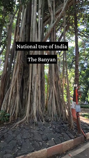 Let's not destroy the existing banyan trees #development #conservation #tree #nature #green