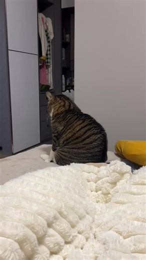 pets videos (@cat_noise)’s videos with original sound - pets videos