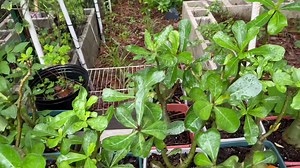 1K views · 41 reactions | my adenium collection..LOCATION:FLORIDA, USA | MAyeth’s mini garden | Facebook