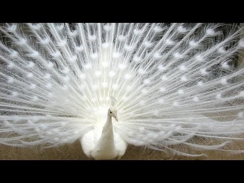 AMAZING Peacock Display - Peacocks Showing Off Feathers || NEW