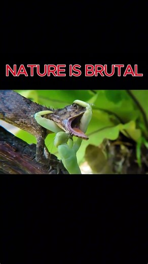 Mantis Attacks Lizard🦎