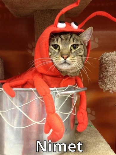 Esmeri Çok Severiz 😼❌ Sarılara Biteriz ❌ | Kararsız Kedi Edit ( ⁨@lvbelc5__⁩ & ⁨@blok3real ) Esmeri çok severiz… ❌🐾 Hayır hayır hayır bi yanlışlık var🐾 Sarılara biteriz… ❌ Yok yok yok yok Şaka şaka şaka 😼 Kararsızlık seviyesi: kedi.🐾🐾🐾 #kedi #komik #mizah #shorts #komikkediler #keşfetteyizzz #lvbelc5edit #blok3 #müzik #aşkımçokpardon #askimcokpardon #hako