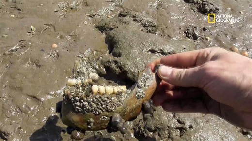 712K views · 7.1K reactions | L'île britannique, baptisée "île de l'homme mort", pourrait avoir été utilisée comme zone de quarantaine pour pestiférés, à l'image de l'île italienne de Poveglia. | National Geographic | Facebook