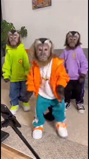 Monkeys' tick-tock dance 😅😂