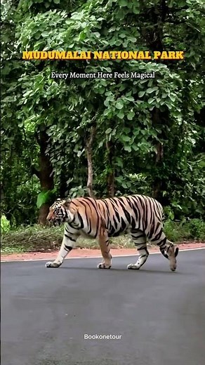 Mudumalai National Park Safari 🐘 | Wildlife Adventure in Tamil Nadu | Bookonetour
