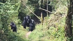 Mountain gorilla #silverback is in fact stronger than 20 adult humans combined as they can lift or throw up to 815kg while a well-trained man can only lift up to 400kg. A silverback weighs about 430 pounds and stands 5 feet tall. Dominant silverbacks will always show strength and power within a group in different ways as seen in this incredible encounter🦍🦍🦍 #silverbackgorilla #gorilla #gorillas #bwindi #wildlife #gorillatrekking #mountaingorillas #gorillatrekkinguganda 📍 Bwindi Impenetrable 