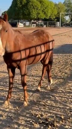 11K views · 459 reactions | This is Joker—just 13 hence, once a wild stallion, now learning to trust. He’s slowly adjusting… but of course, Chipper had other plans!  #horse #horselife #farmlife #reelsfbシ #reelsfypシ | The Farm on Route 66 | Facebook