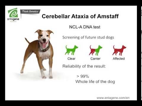 Cerebellar Ataxia of American Staffordshire Terrier (AmStaff) - ANTAGENE